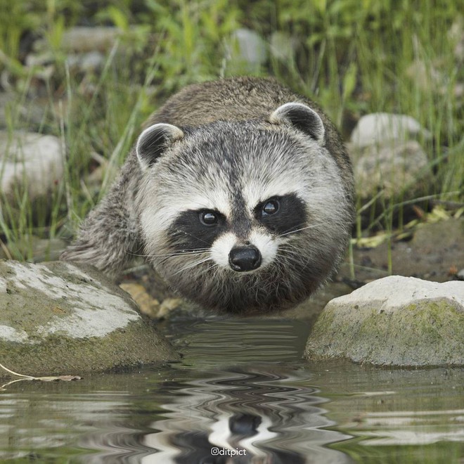 Bộ ảnh Photoshop c&aacute;c lo&agrave;i động vật trở n&ecirc;n tr&ograve;n vo như b&oacute;ng bay - Ảnh 25.