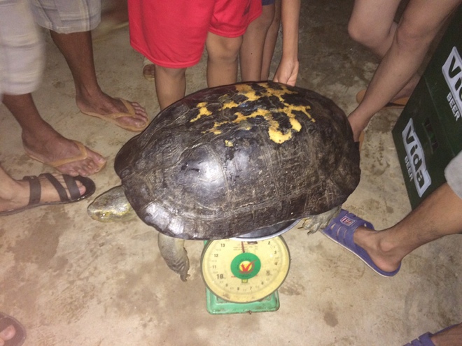 Nghệ An: Người dân phóng sinh rùa “khủng” gần 15kg vào trưa ngày rằm tháng 7 - Ảnh 1.