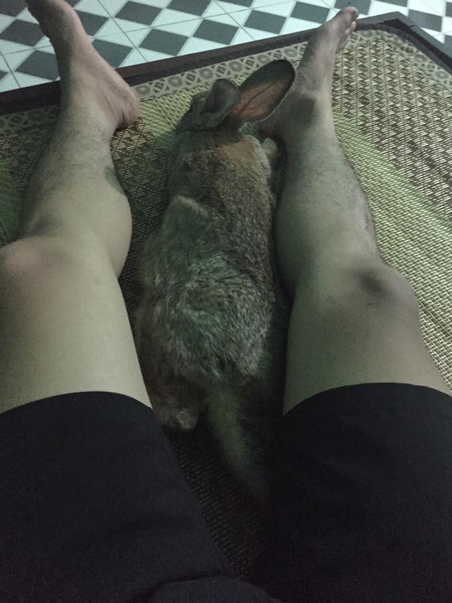 C&acirc;u chuyện của ch&agrave;ng trai v&agrave; người bạn thỏ nhặt ở ngo&agrave;i đường được đem về chăm s&oacute;c cẩn thận g&acirc;y sốt cộng đồng mạng - Ảnh 9.