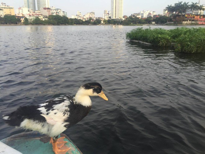 Chó mèo xưa rồi, có anh Tây đang nuôi vịt làm bạn, lại còn đặt tên siêu cưng - Ảnh 6.