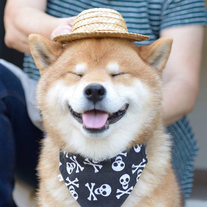 Chó Shiba Inu Ryuji khiến cho hội yêu chó chao đảo bởi nét đẹp và sự thông minh của chúng. Chúng tôi tự hào giới thiệu những bức ảnh đẹp nhất về chó Shiba Inu Ryuji trên trang web của chúng tôi.