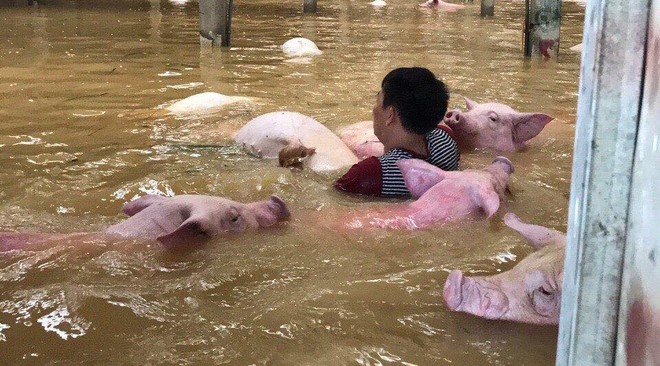 Xót xa hình ảnh hàng ngàn con lợn chăn nuôi chết trong nước lũ ở Thanh Hoá - Ảnh 3.