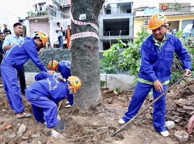 Hà Nội chặt, di dời hơn 1.000 cây ở đường Phạm Văn Đồng - Ảnh 1.