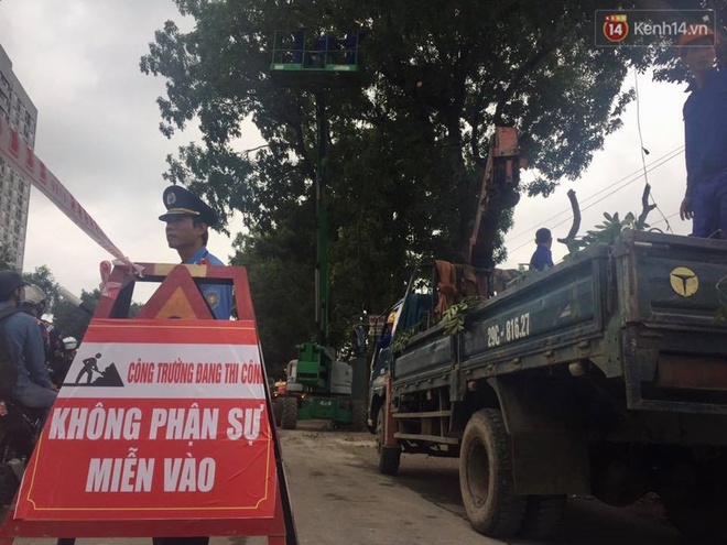 Hà Nội chặt, di dời hơn 1.000 cây ở đường Phạm Văn Đồng - Ảnh 5.