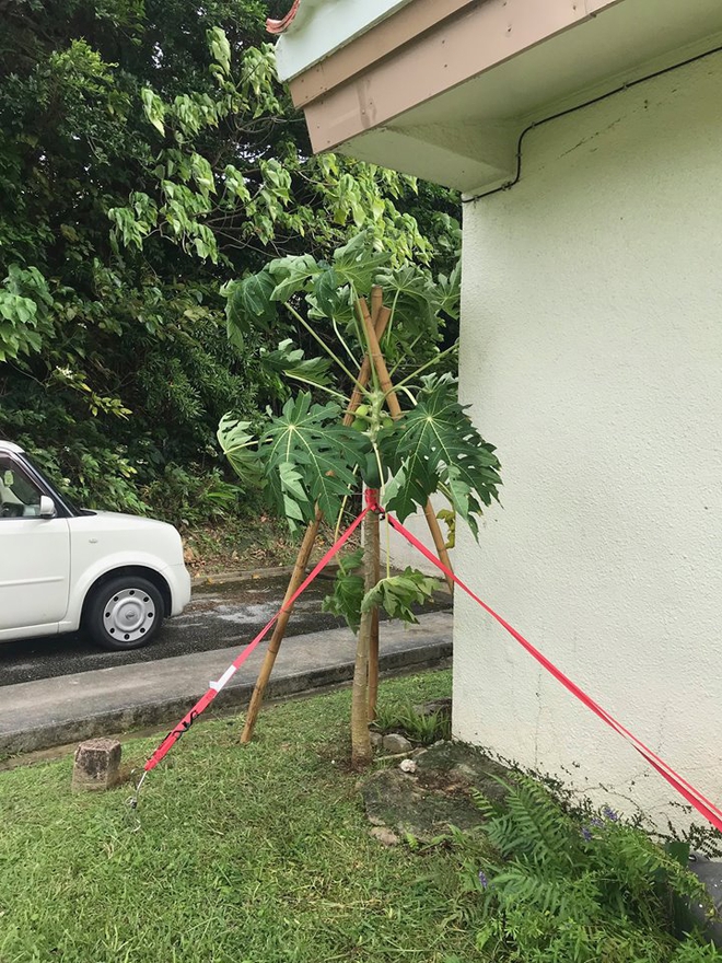 Bão gió đùng đoàng, người phụ nữ vẫn lao ra vườn, oằn mình ôm cây đu đủ và cái kết bất ngờ - Ảnh 3.