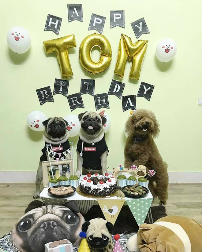 Ch&uacute; ch&oacute; pug số hưởng: Được chủ tổ chức sinh nhật 2 tuổi ho&agrave;nh tr&aacute;ng c&ugrave;ng anh em chiến hữu - Ảnh 3.