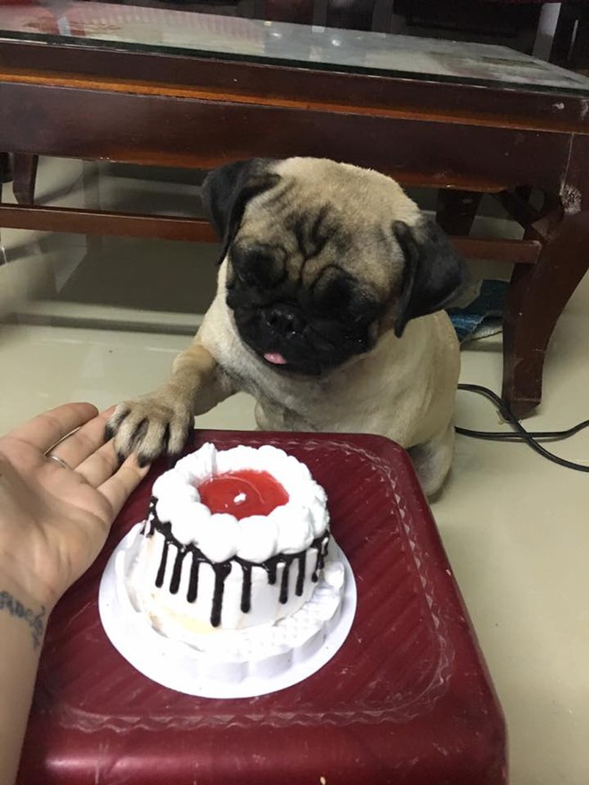Ch&uacute; ch&oacute; pug số hưởng: Được chủ tổ chức sinh nhật 2 tuổi ho&agrave;nh tr&aacute;ng c&ugrave;ng anh em chiến hữu - Ảnh 6.