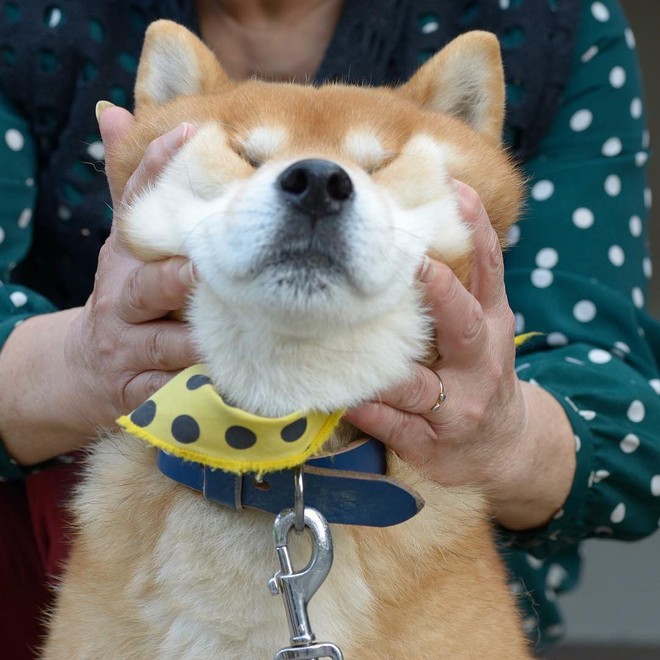 Chú chó Shiba Inu đẹp trai, vui tính được mệnh danh thánh biểu cảm của Nhật Bản - Ảnh 8.