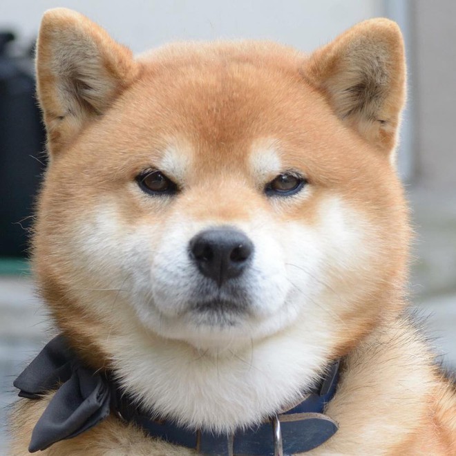 Ch&uacute; ch&oacute; Shiba Inu đẹp trai, vui t&iacute;nh được mệnh danh th&aacute;nh biểu cảm của Nhật Bản - Ảnh 2.