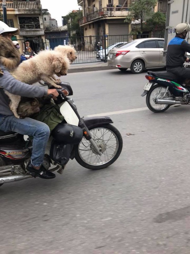 Chủ đi làm, cả đàn chó mèo đánh đu trên xe máy đi cùng cho vui - Ảnh 2.