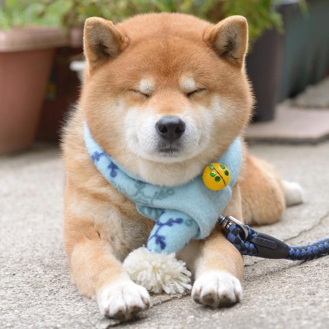 Chú chó Shiba Inu đẹp trai, vui tính được mệnh danh &quot;thánh biểu cảm&quot; của Nhật Bản - Ảnh 13.