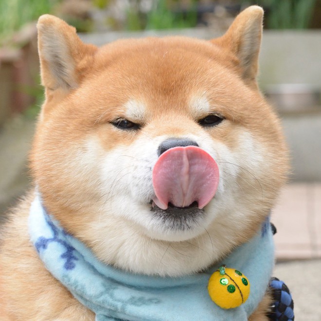Chú chó Shiba Inu đẹp trai, vui tính được mệnh danh &quot;thánh biểu cảm&quot; của Nhật Bản - Ảnh 13.