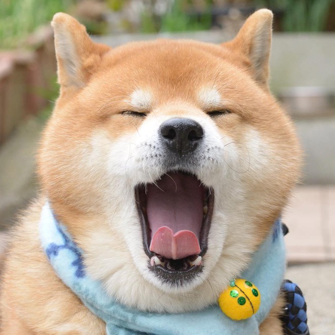 Ch&#250; ch&#243; Shiba Inu đẹp trai, vui t&#237;nh được mệnh danh &quot;th&#225;nh biểu cảm&quot; của Nhật Bản - Ảnh 13.