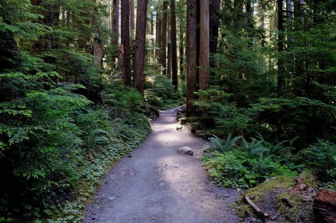 Ngắm 15 khu rừng sở hữu vẻ đẹp đầy ma mị như trong truyện cổ tích - Ảnh 21.