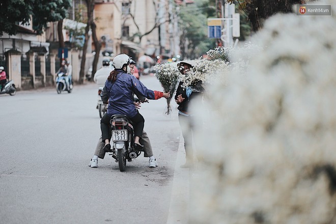 Đông về Hà Nội có mong gì đâu, chỉ chờ một mùa cúc họa mi trên phố - Ảnh 8.