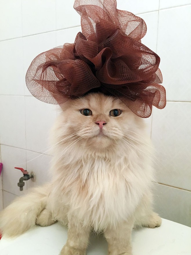 Gặp gỡ ch&uacute; m&egrave;o cute th&iacute;ch tắm t&aacute;p nhất quả đất - Ảnh 10.