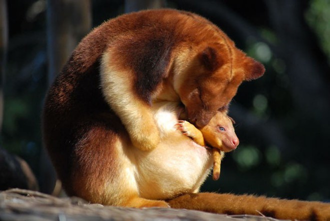 Hóa ra Úc còn có loài chuột túi ôm cây đáng yêu dã man - Ảnh 5.