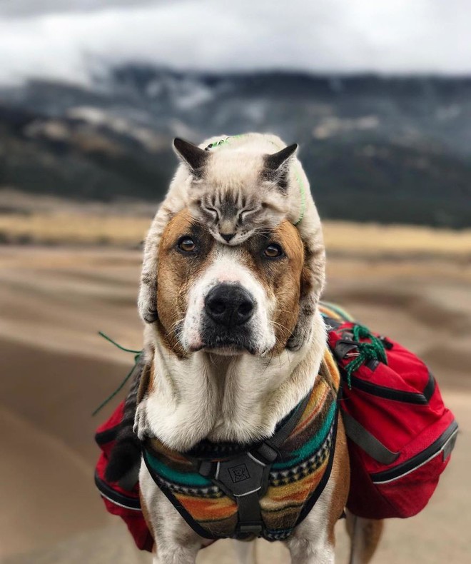 Cặp đôi phượt thủ chó mèo cùng nhau đi tới chân trời góc bể - Ảnh 15.