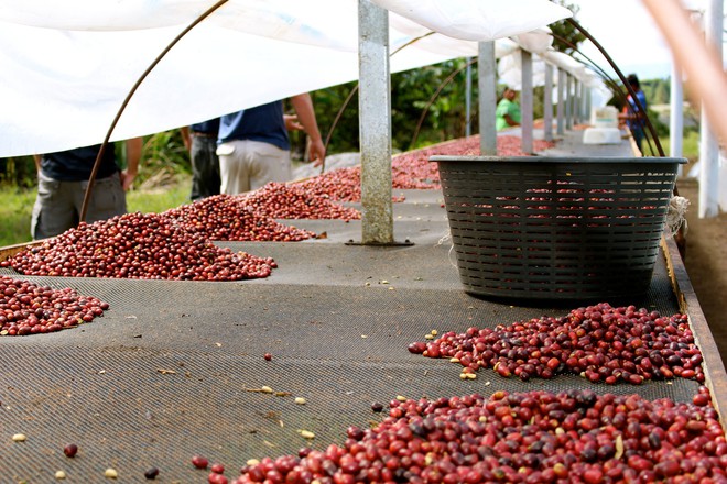 Geisha Panama: Thứ cà phê đắt nhất thế giới có mùi hoa và quả, hơn 1 triệu 1 tách - Ảnh 2.