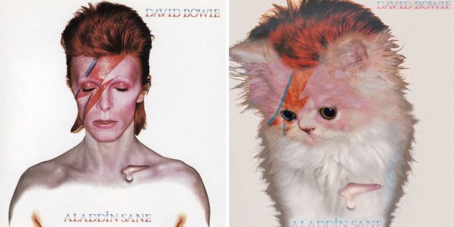 Thay đám mèo cute vào hình ca sĩ trên bìa album, cuối cùng hiệu ứng từ chúng còn hiệu quả hơn bản gốc - Ảnh 23.