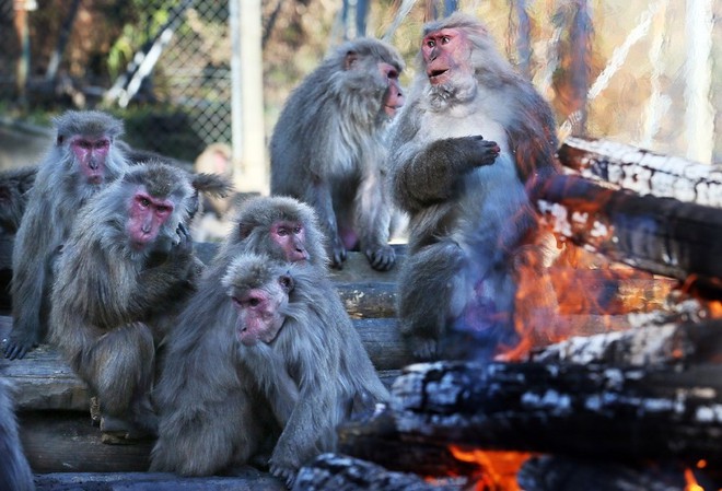 Thời tiết giá lạnh, khỉ ở Nhật Bản rủ nhau ngâm suối nước nóng, đốt lửa trại nướng khoai ăn - Ảnh 8.