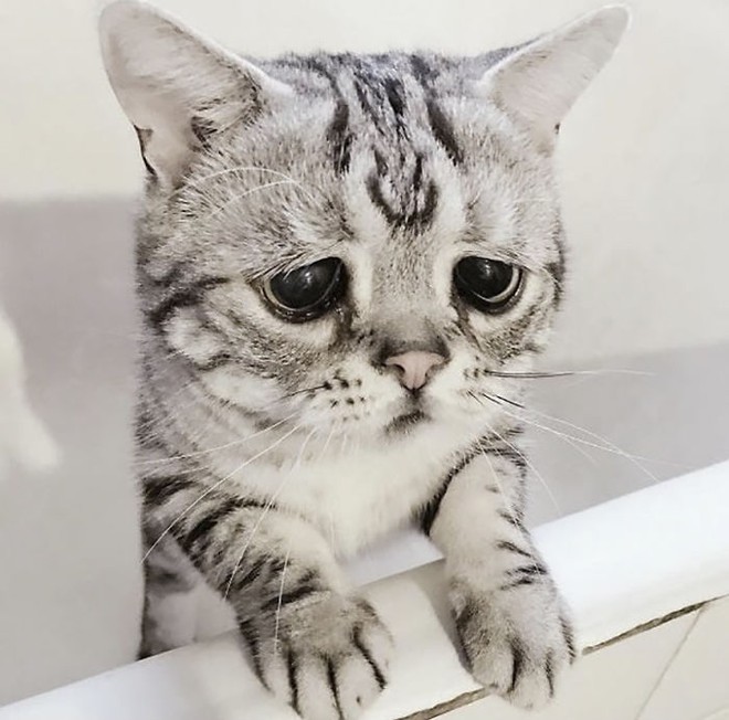 Nhìn bộ mặt buồn thiu như mất sổ gạo của boss mèo đáng yêu, con sen nào cũng muốn ôm lấy một cái - Ảnh 11.