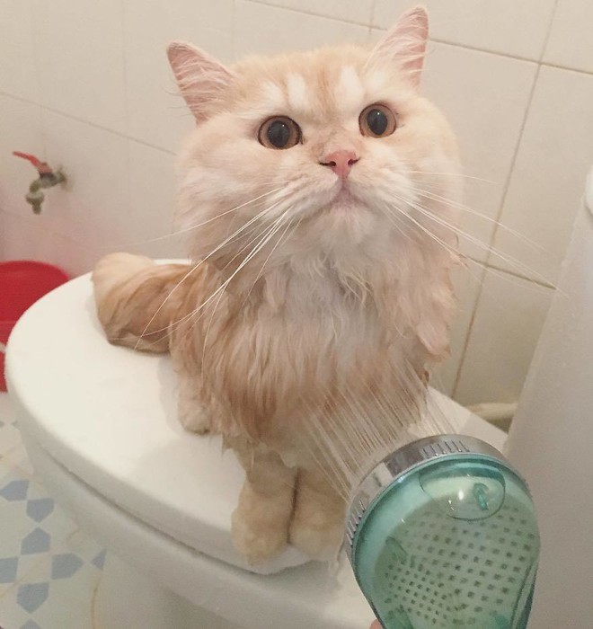 Gặp gỡ ch&uacute; m&egrave;o cute th&iacute;ch tắm t&aacute;p nhất quả đất - Ảnh 12.