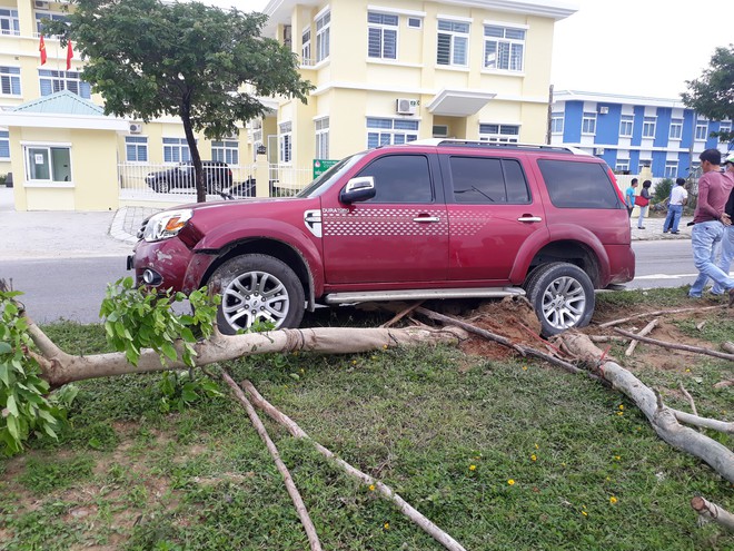 Đ&agrave; Nẵng: T&ocirc;ng phải b&ograve; đang ngủ tr&ecirc;n đường, &ocirc; t&ocirc; leo dải ph&acirc;n c&aacute;ch h&uacute;c đổ 2 c&acirc;y xanh - Ảnh 2.