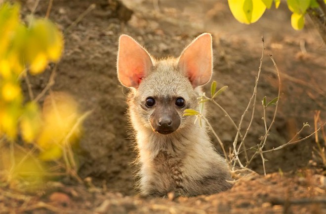 Gặp gỡ loài sói đất cute lạc lối có vẻ ngoài trẻ mãi không già - Ảnh 9.