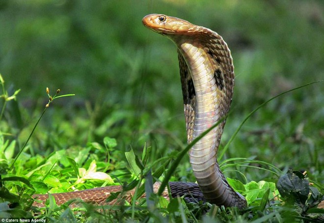 Phát hiện con rắn hổ mang độc nhất vô nhị có hình mặt cười sau lưng - Ảnh 2.