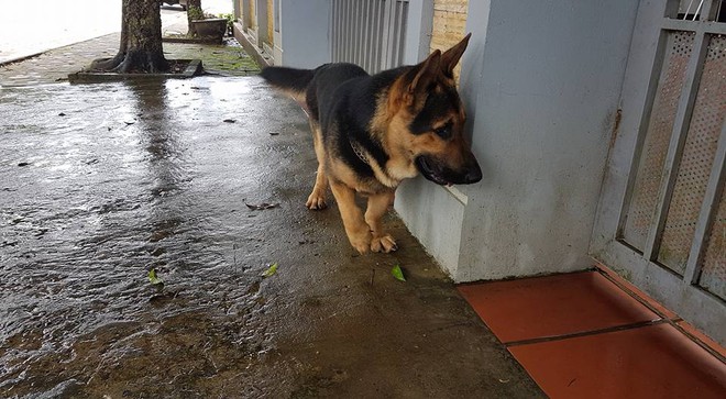 Đ&atilde; mặt ngố lại c&ograve;n ch&acirc;n ngắn, em c&uacute;n becgie n&agrave;y khiến ai thấy cũng phải thốt l&ecirc;n: Đ&aacute;ng y&ecirc;u qu&aacute;! - Ảnh 4.