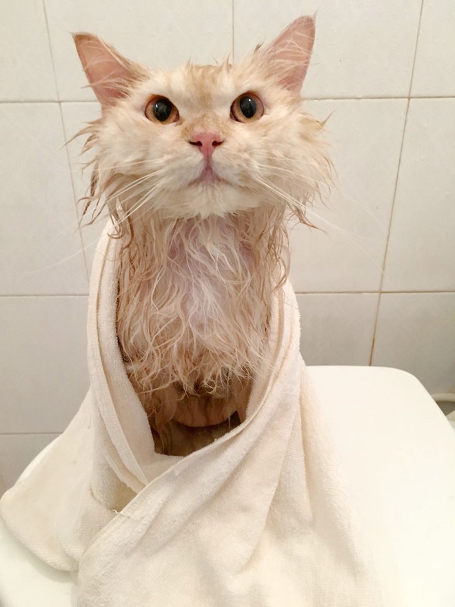 Gặp gỡ ch&uacute; m&egrave;o cute th&iacute;ch tắm t&aacute;p nhất quả đất - Ảnh 14.