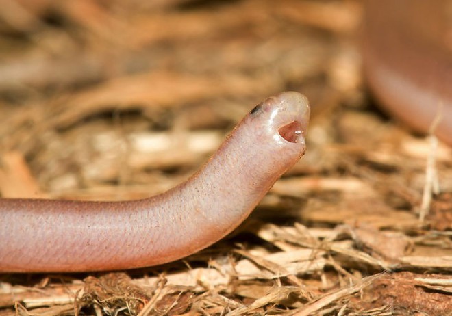 Những chú rắn có ngoại hình siêu dễ thương khiến người xem phải trầm trồ - Ảnh 13.
