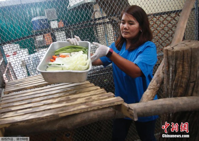 Chú khỉ béo nú béo nần vì ăn tranh hết phần của đồng bọn bị ép vào chế độ giảm cân nghiêm ngặt - Ảnh 6.