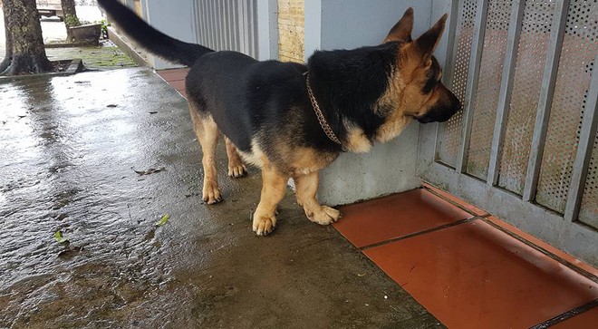 Đ&atilde; mặt ngố lại c&ograve;n ch&acirc;n ngắn, em c&uacute;n becgie n&agrave;y khiến ai thấy cũng phải thốt l&ecirc;n: Đ&aacute;ng y&ecirc;u qu&aacute;! - Ảnh 5.