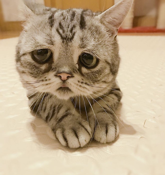 Nhìn bộ mặt buồn thiu như mất sổ gạo của boss mèo đáng yêu, con sen nào cũng muốn ôm lấy một cái - Ảnh 9.