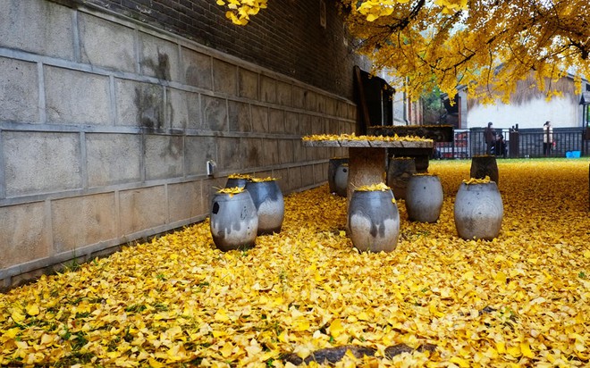 Thảm lá vàng đẹp đến nao lòng dưới gốc cây ngân hạnh nghìn năm tuổi thu hút tới 70.000 du khách/ngày - Ảnh 6.