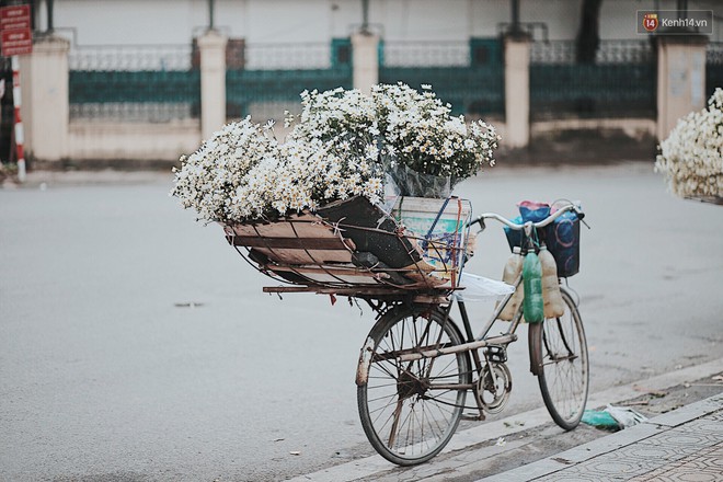 Đông về Hà Nội có mong gì đâu, chỉ chờ một mùa cúc họa mi trên phố - Ảnh 2.