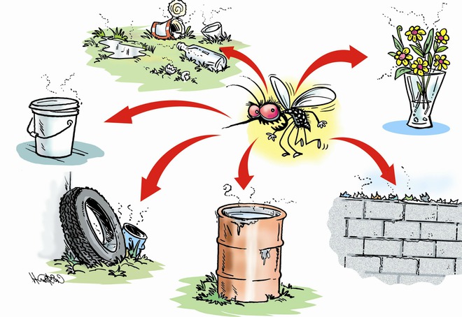 3 bước cần thực hiện ngay để nhà không còn muỗi gây bệnh sốt xuất huyết - Ảnh 1.