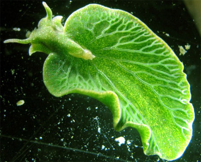 8 sinh vật biển đáng yêu hết cỡ chứng minh rằng đáy biển không chỉ có quái vật - Ảnh 11.