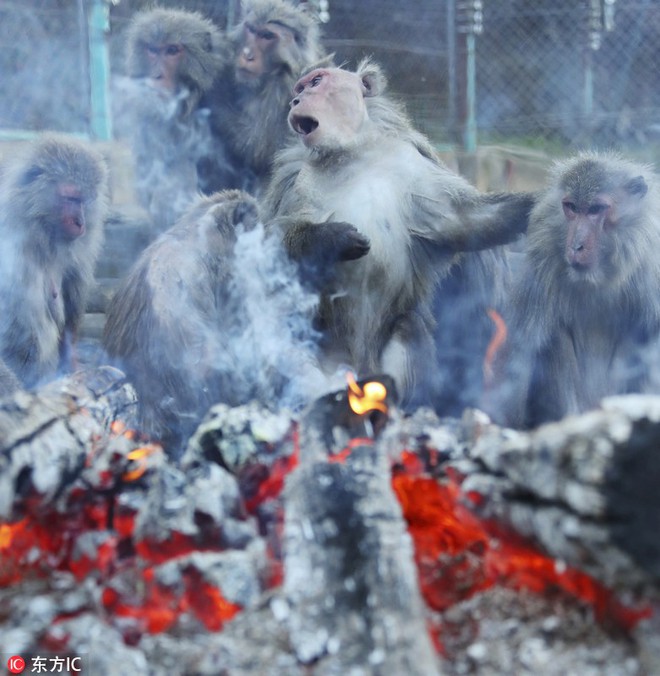 Thời tiết giá lạnh, khỉ ở Nhật Bản rủ nhau ngâm suối nước nóng, đốt lửa trại nướng khoai ăn - Ảnh 7.