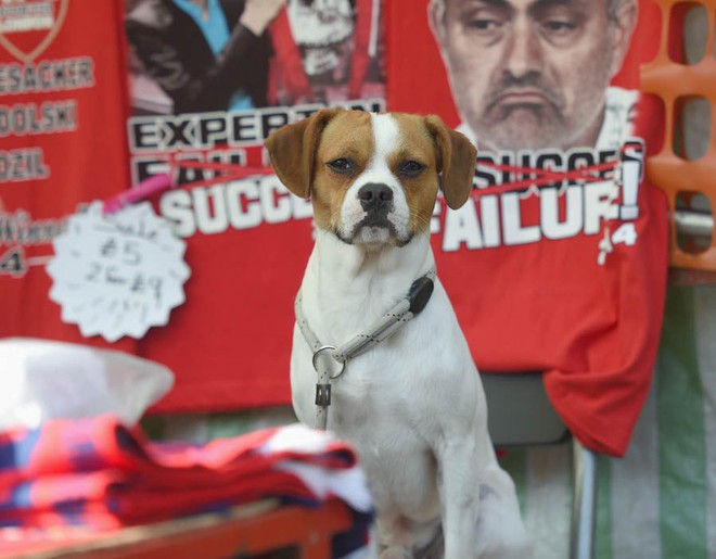 Lịch sử vĩ đại của Man Utd được hình thành nhờ chú chó Major - Ảnh 5.