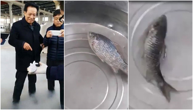 Đoạn video gây sốt: Cá đóng băng trong tủ lạnh -100 độ C hồi sinh, bơi tung tăng sau vài phút ngâm nước - Ảnh 3.