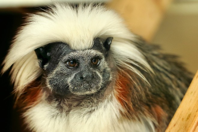 Chiêm ngưỡng 17 loài vật sở hữu bộ lông đặc biệt nhất thế giới - Ảnh 15.