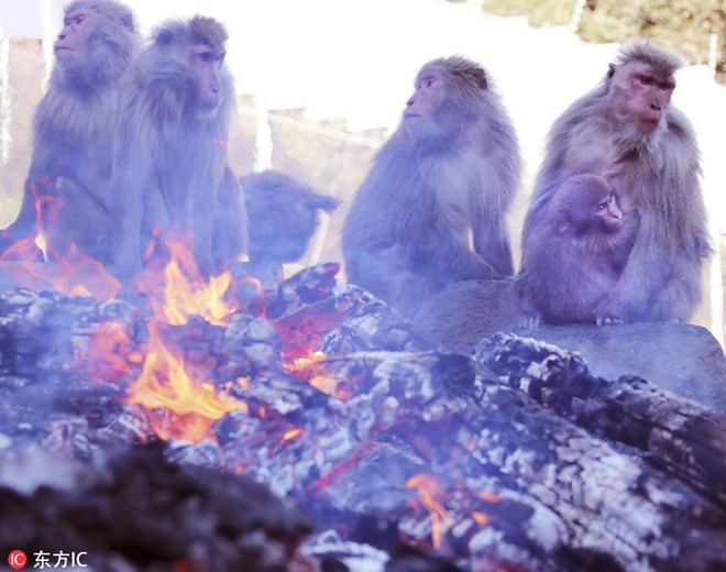 Thời tiết giá lạnh, khỉ ở Nhật Bản rủ nhau ngâm suối nước nóng, đốt lửa trại nướng khoai ăn - Ảnh 6.