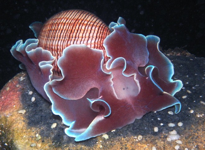8 sinh vật biển đáng yêu hết cỡ chứng minh rằng đáy biển không chỉ có quái vật - Ảnh 12.
