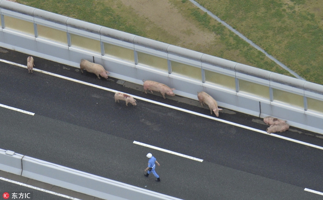 Hùa theo chúng bạn, đôi uyên ương lợn đào tẩu khỏi ô tô rồi thản nhiên làm chuyện ấy giữa đường - Ảnh 7.