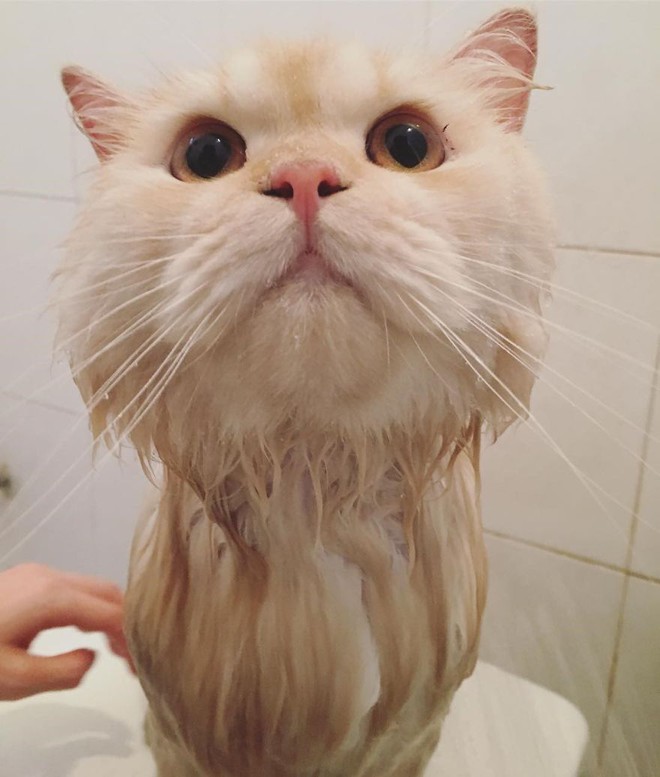 Gặp gỡ ch&uacute; m&egrave;o cute th&iacute;ch tắm t&aacute;p nhất quả đất - Ảnh 18.