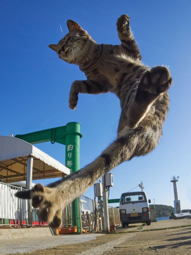 Chụp lén các boss mèo tập võ luyện chưởng như phim kiếm hiệp - Ảnh 13.