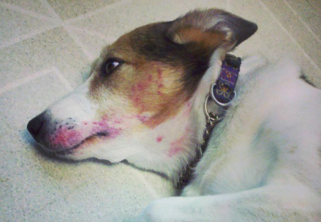 Bản mặt câng câng của 14 chú chó sau khi bị bắt quả tang bôi son trát phấn trộm của chủ - Ảnh 16.